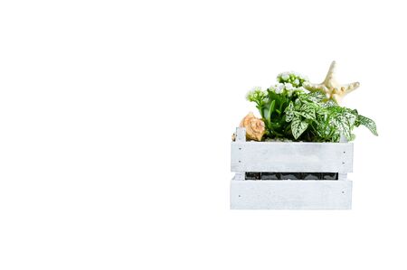 Object decorative wooden square pot with mix small green plants decor with seashell and starfish on white background isolate and clipping path, space for text. Selective focus.の写真素材