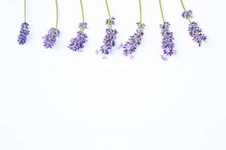 Selective focus freshness bunch of  lavender flower with branch and green leaves, sweet violet flower very aroma and can use as medicine, top view on isolated white background, aroma flower concept.の写真素材