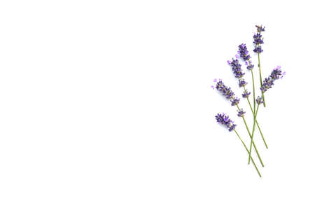 Selective focus freshness bunch of  lavender flower with branch and green leaves, sweet violet flower very aroma and can use as medicine, top view on isolated white background, aroma flower concept.の写真素材
