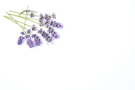 Selective focus freshness bunch of  lavender flower with branch and green leaves, sweet violet...