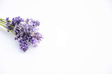 Selective focus freshness bunch of  lavender flower with branch and green leaves, sweet violet...