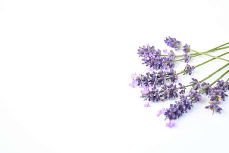 Selective focus freshness bunch of  lavender flower with branch and green leaves, sweet violet...