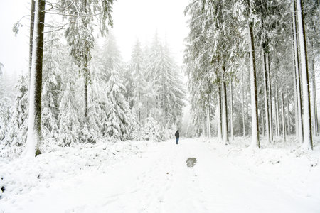 Beautiful landscape winter snow forest with small street through forest with pine trees both side cover with snow. Forest nature in europe winter season.の写真素材