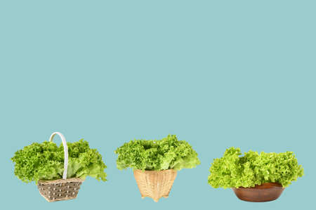 Freshness lettuce green coral salad in different container, small nature  basket on blue teal background. Lettuce is a plant grown as a leaf vegetable,  Food and healthy vegan.の写真素材
