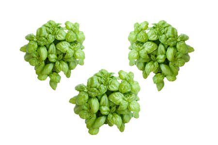 Top view freshness plant basil or Italy basil with green narrow leaves on white background isolated and clipping path, often use asia kitchen,  aroma and decoration in plate, herbe plant concept.の写真素材