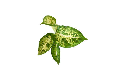 Mini Dieffenbachia plant growth in plastic pot with green leaves on white background isolated and clipping path.  Plant grow in places such as residences and offices.  plant decor concept.の写真素材