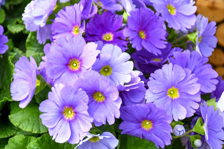 Beautiful freshness primrose violet flower. Early spring primroses flowers, primula polyanthus.