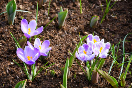 Beautiful spring flower crocus in soft purple and white growth in garden nature,  a genus of...