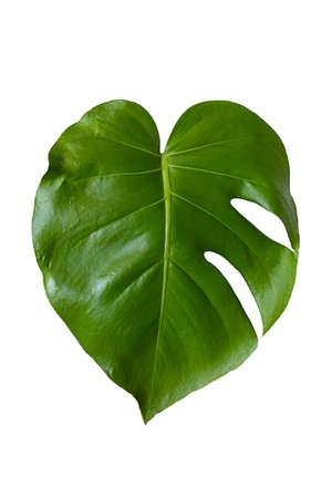 Nature, Single green leaf Philodendron Monstera Deliciosa or the Swiss cheese plant on white background  .Species of flowering plant popular leaves in the houseplant .の写真素材