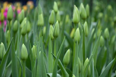 Young green new buds of tulip flowers sprout out and growth in spring season nature garden with buds blooming and green leaves. Bacground noatre evergreen. Selective focus.の写真素材