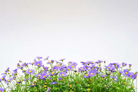 Beautiful freshness small flower the Alpine species, Aster alpinus with violet petals and yellow pollen and green leaves on white background.の写真素材