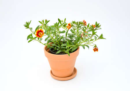 Top view beautiful colorful petunia grandiflora flower in red-orange border peatal with green leaves growing and blooming on white background. idea plant for balcony in summer season.の写真素材