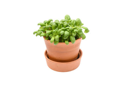 Top view freshness plant basil or Italy basil with green narrow leaves on white background isolated and clipping path, often use asia kitchen,  aroma and decoration in plate, herbe plant concept.の写真素材