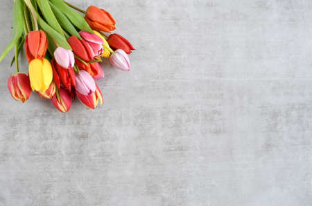 Top view colorful fresh mix tulips flower bunch in bag onwhite gray concreate or cement wall background with space for text. Spring flower, idea card, invitation concept. Flat lay.の写真素材