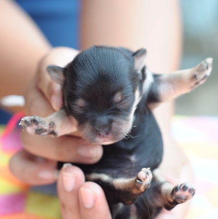tiny newborn black chihuahua being held in hand
