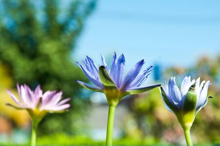 three lotus in the parkの写真素材