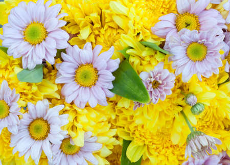 colorful chrysanthemum backgroundの写真素材