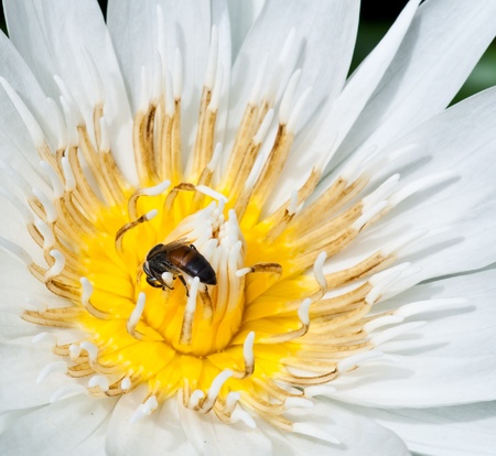 bee on top of white lotus flowerの写真素材