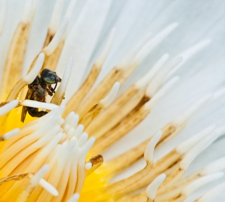 bee on top of white lotus flowerの写真素材