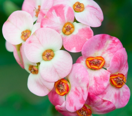 closeup of euphorbia milii flowersの写真素材
