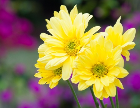 yellow daisy flower in the gardenの写真素材