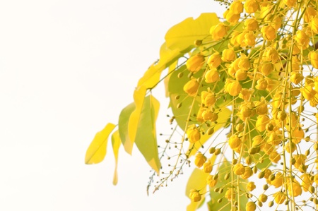 flowers of golden shower tree isolated on white backgroundの写真素材