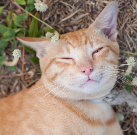 sleepy cat on a field of parkの写真素材