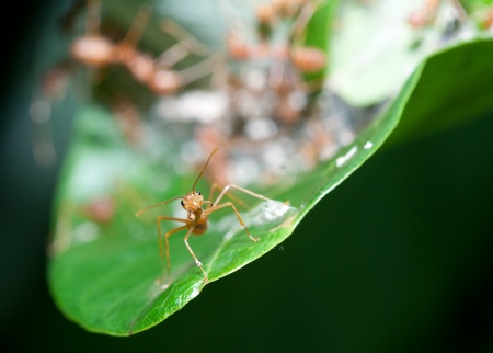 red ants on green leaf