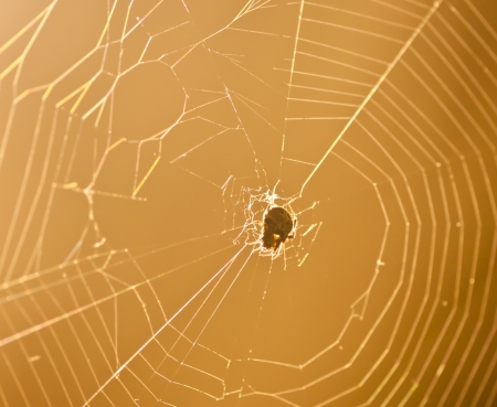 spider on web with sunlightの写真素材