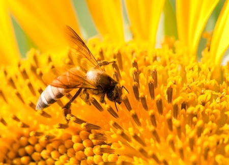 bee feeding on sunflower, macro shotの写真素材