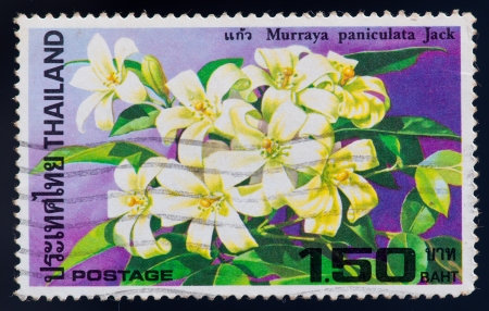 THAILAND - CIRCA 1982  a stamp printed by Thailand, shows Murraya paniculata Jack flower, circa 1982の写真素材