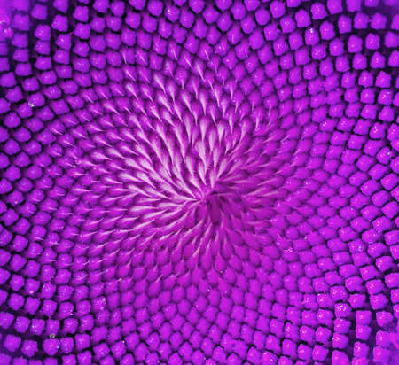 abstract of purple on plant, macro shotの写真素材