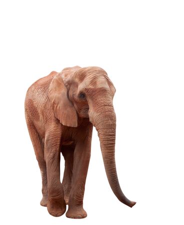 african elephant isolated on white with clipping pathの写真素材