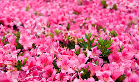 small pink flowers in the gardenの写真素材