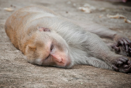 sad monkey lie on groundの写真素材