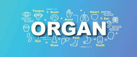 organ minimal vector trendy banner design concept, modern style with thin line art icons on gradient colors backgroundのイラスト素材