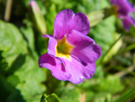 flowerの写真素材