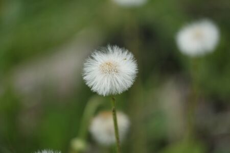 dandelion