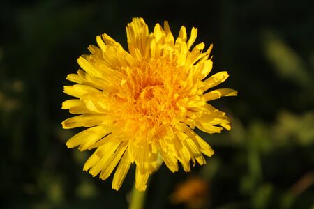 dandelion