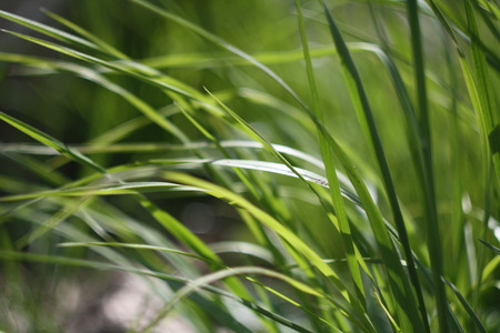 Grass, green grassの写真素材
