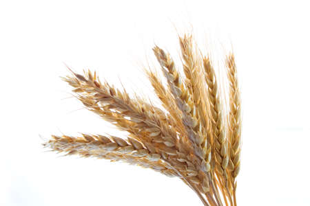 wheatの写真素材