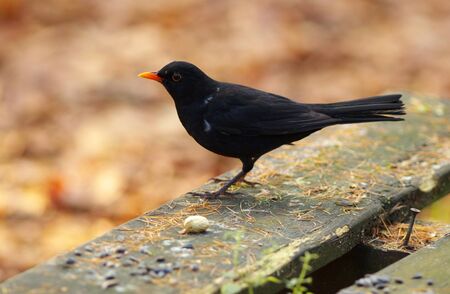 Blackbird on the banchの写真素材