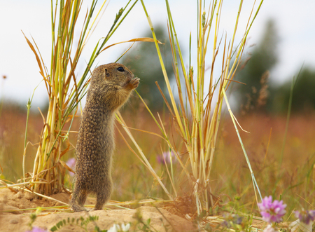 Standing ground squirrelの写真素材