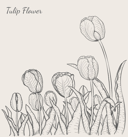 Tulip flower by hand drawingのイラスト素材