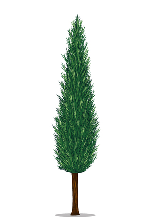 Pine tree vector on white background.Pine tree by hand drawing.のイラスト素材