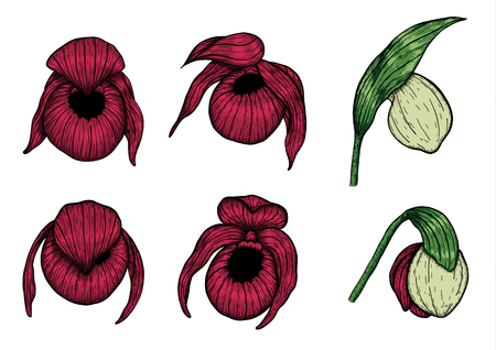Cypripedium orchids set by hand drawing.のイラスト素材
