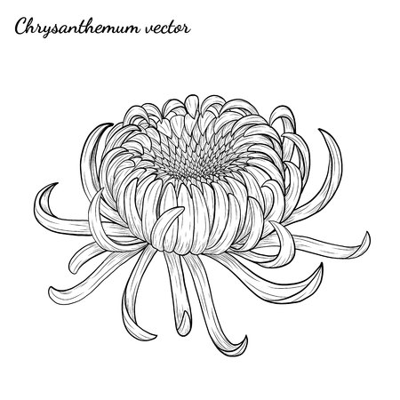 Chrysanthemum vintage card on white background. Chrysanthemum flower by hand drawing. Floral vintage highly detailed in line art style.のイラスト素材