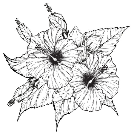 Hibiscus flower vector by hand drawing on white background.のイラスト素材