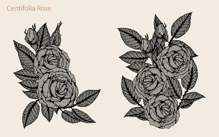 Centifolia rose lace vector set by hand drawing.Beautiful flower on brown background.Rose lace vector art highly detailed in line art style.Centifolia rose for wallpaperのイラスト素材