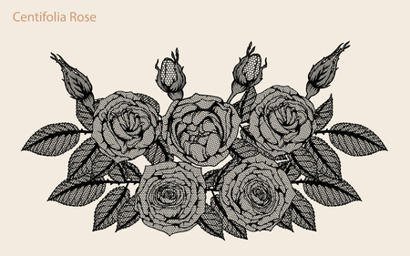 Centifolia rose lace vector set by hand drawing.Beautiful flower on brown background.Rose lace vector art highly detailed in line art style.Centifolia rose for wallpaperのイラスト素材